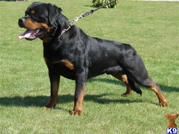 TOP QUALITY PUPPIES FROM CHAMPION GERONIMO VOM HAINICHFELSEN- GERMAN IMPORT